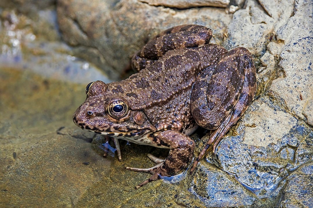 Rãs - As fêmeas começam a desenvolver os ovos no outono e hibernam no inverno, em locais ocos, em terra. Os machos hibernam no lodo de charcos.  Reprodução: Flipar