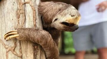 Animais estavam em situações de perigo. Foto: Fotos: PC-AM