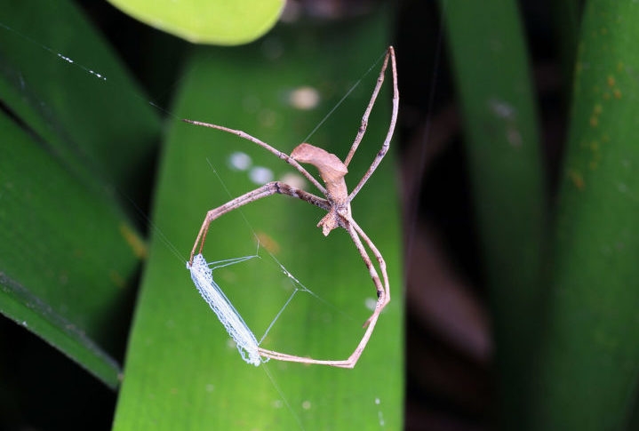 Quando uma presa se aproxima, a aranha balança rapidamente para frente, lançando uma teia especial em forma de laço para capturar sua presa. Esse método é altamente eficaz para pegar insetos voadores. Reprodução: Flipar