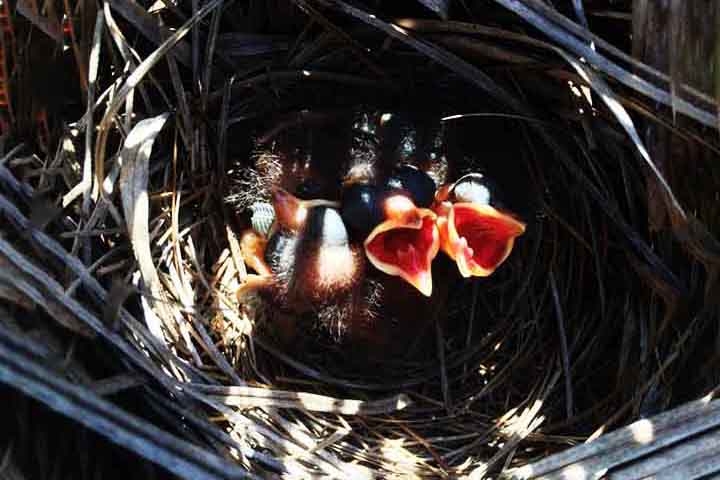 Pardal-do-mar-vermelho (Passeridae, família): Constrói grandes estruturas de ninho no chão, mas o interessante é que esses ninhos geralmente são comunais. As fêmeas constroem câmaras individuais, mas o ninho compartilha uma base gigante e ramificada.
 Reprodução: Flipar