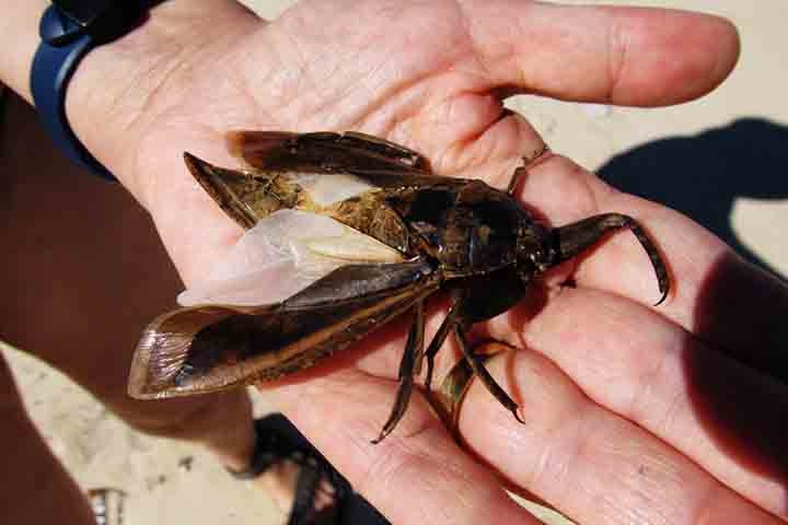 As espécies Lethocerus grandis e Lethocerus maximus são as maiores do grupo e podem medir até 12 centímetros – quase do tamanho da palma de uma mão! Reprodução: Flipar