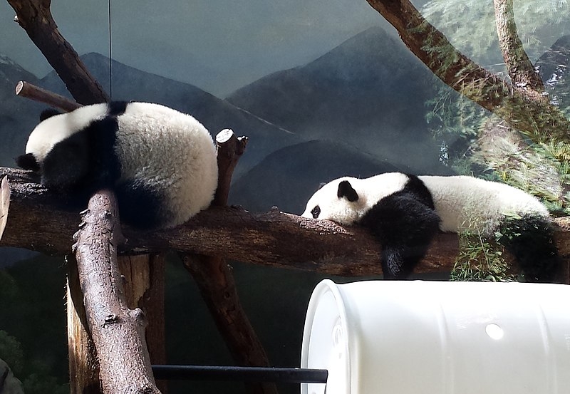 A China enviou para os Estados Unidos os ursos panda Bao Li e Qing Bao, em uma retomada da chamada “diplomacia do panda”. Eles serão atração do Zoológico Nacional de Washington.
 Reprodução: Flipar