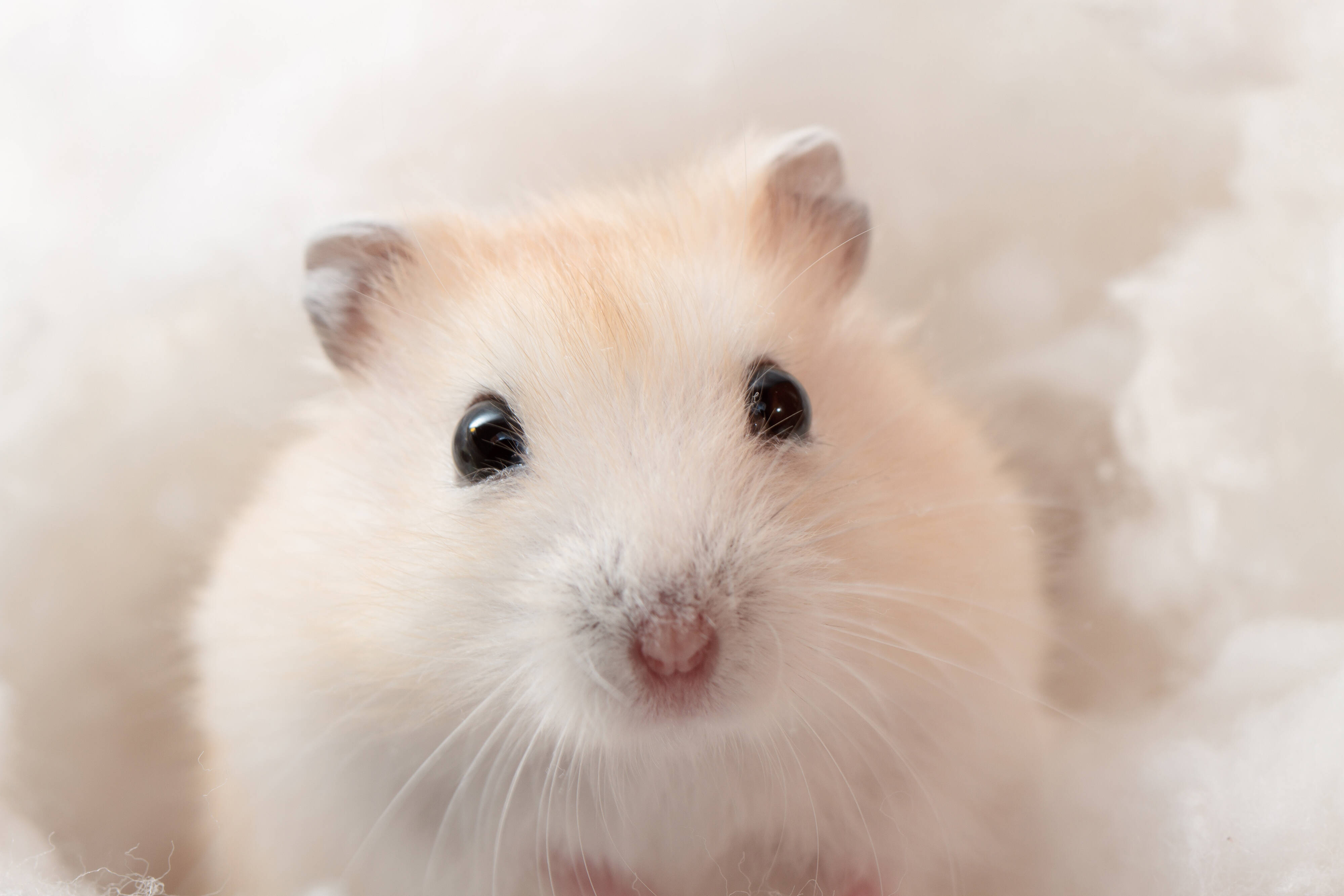 O hamster também precisa de cuidados especiais. Foto: Shuttersock