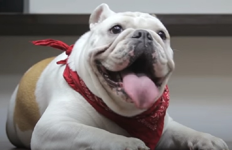 7° lugar: Buldogue Inglês - Preço Médio: De R$ 5 mil a R$ 4 mil - Pouca gente sabe, mas essa raça tem o nome Bulldog (cão-touro) por descender dos antigos buldogues ingleses, cães que eram usados para enfrentar touros. Após a proibição da prática, a espécie conseguiu sobreviver muito por causa da intervenção humana. Reprodução: Flipar