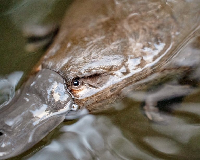 “Os ornitorrincos viajam longas distâncias em terra e também usam as áreas de drenos das rodovias [para se locomover]”, afirma Greg Irons, diretor do Bonorong Wildlife Sanctuary, para o canal ABC News. Então, é possível observá-los em estradas, estando 100% saudáveis. Reprodução: Flipar