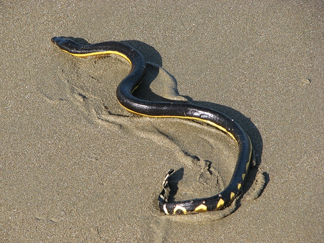 Cobra de Barriga Amarela - Considerada a mais mortal,  tem veneno 100 vezes mais potente que uma cascavel.  Basta 0,01 mg de veneno por quilo para matar. Ou seja, um pessoa de 70 kg seria morta com apenas 0,7 mg de veneno.  Reprodução: Flipar