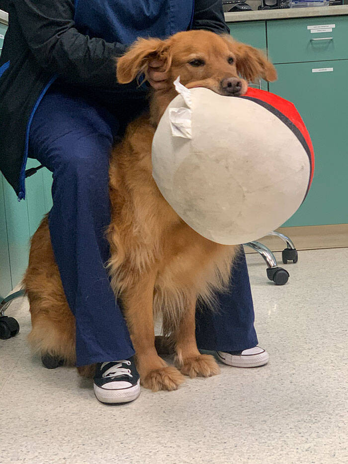 Cão possui coleção de brinquedos. Foto: REPRODUÇÃO/ IMGUR