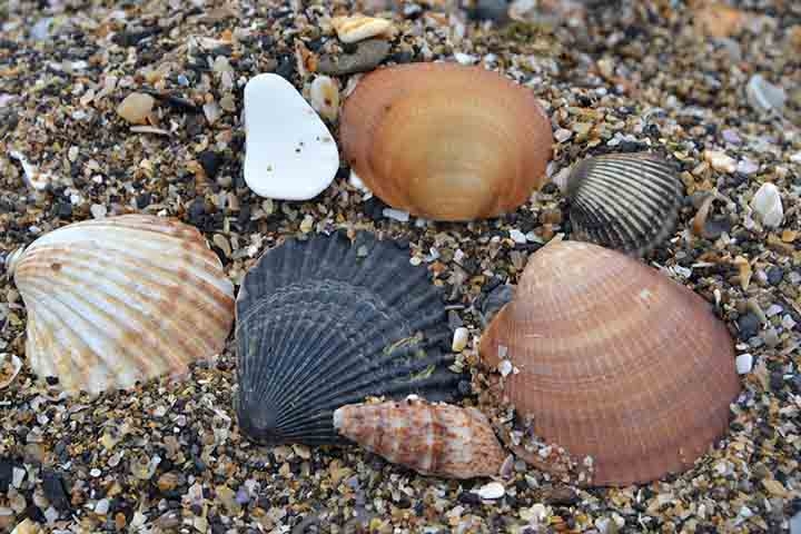 Ostras, mariscos, vieiras e mexilhões, por sua vez, apresentam conchas com duas metades unidas por um dos lados. Elas recebem o nome de moluscos bivalves. Reprodução: Flipar
