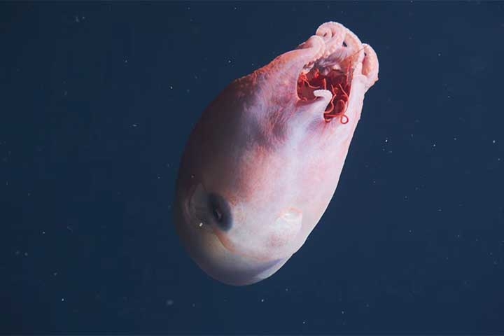 No Brasil, fragmentos do Haliphron atlanticus já foram registrados no arquipélago de Fernando de Noronha. Reprodução: Flipar