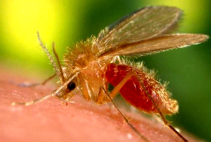 Para se prevenir da doença, use repelentes e telas mosquiteiras bem fininhas. Quem tiver jardim em casa deve mantê-lo sempre limpo já que o mosquito se alimenta de fezes e alguns tipos de lixo.  Reprodução: Flipar