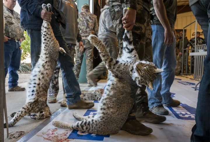 Categoria “História de Fotojornalismo” - Aqui, competidores fazem fila para pesar seus linces no “West Texas Big Bobcat Contest”, o concurso de caça a predadores mais bem pago dos EUA. O registro é de Karine Aigner.