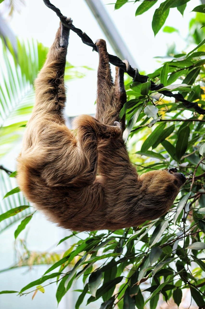 Habitualmente encontrados em florestas tropicais e subtropicais, eles passam a maior parte do tempo pendurados nas árvores, onde se sentem mais seguros de predadores. Reprodução: Flipar