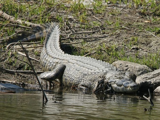 Apesar disso, o rio é lar de uma biodiversidade impressionante, incluindo diversas espécies de peixes, aves e mamíferos, como o hipopótamo e o famoso crocodilo-do-Nilo.  Reprodução: Flipar