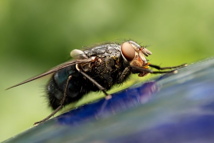 Após se alimentarem o suficiente, as larvas passam para o estágio de pupa, quando ocorre a metamorfose para a forma adulta. Reprodução: Flipar