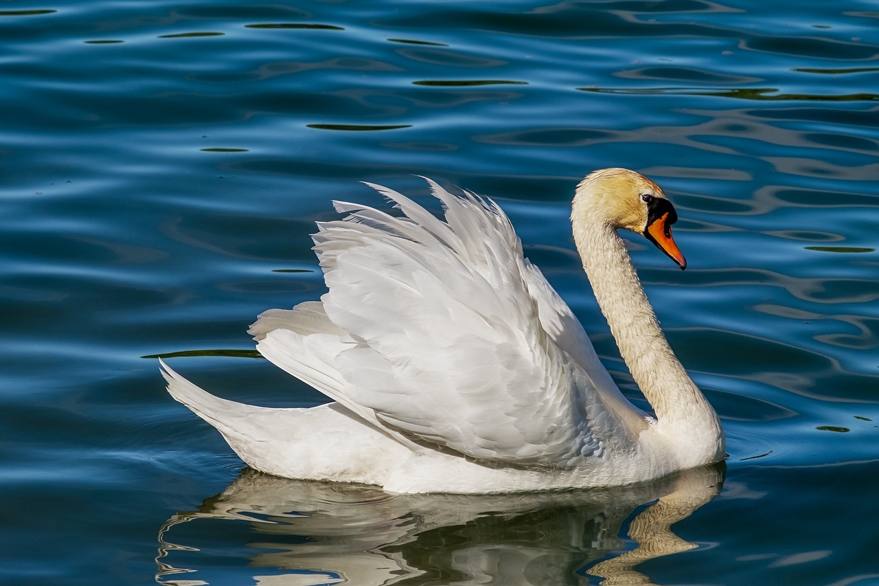 Desse modo, eles são os maiores membros existentes da família de aves aquáticas Anatidae. Comparados aos gansos, seus parentes mais próximos, eles são muito maiores e têm pés e pescoço em grande proporção.  Reprodução: Flipar