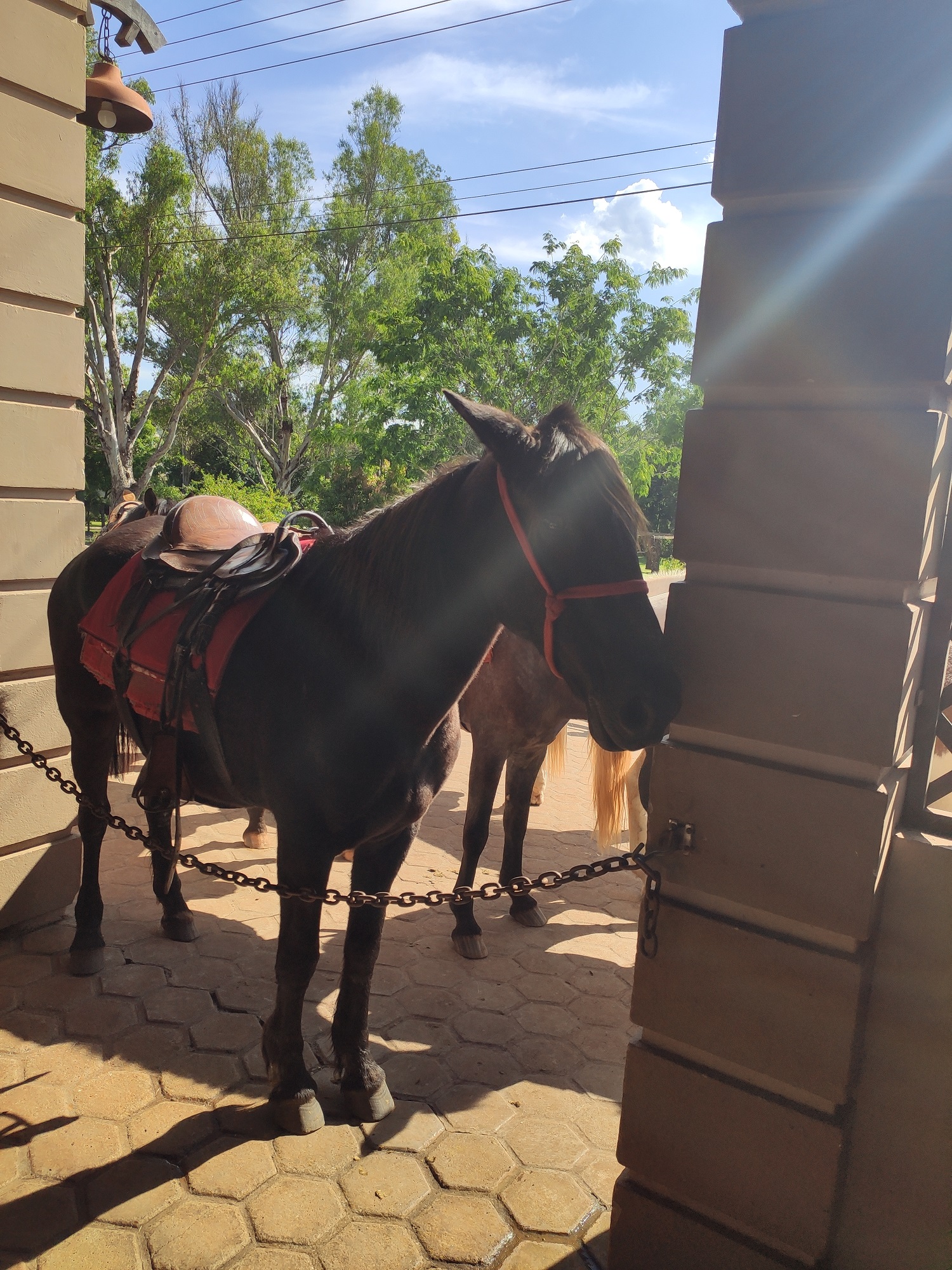 Com agendamento prévio, os hóspedes podem fazer passeios a cavalo