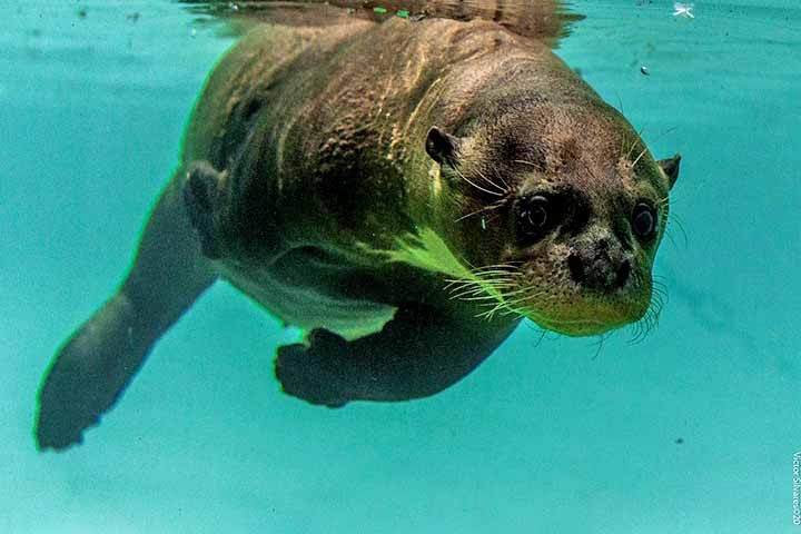 O projeto precisou de uma logística complexa, acordos internacionais e manuseio especializado para reintroduzir a espécie. Reprodução: Flipar