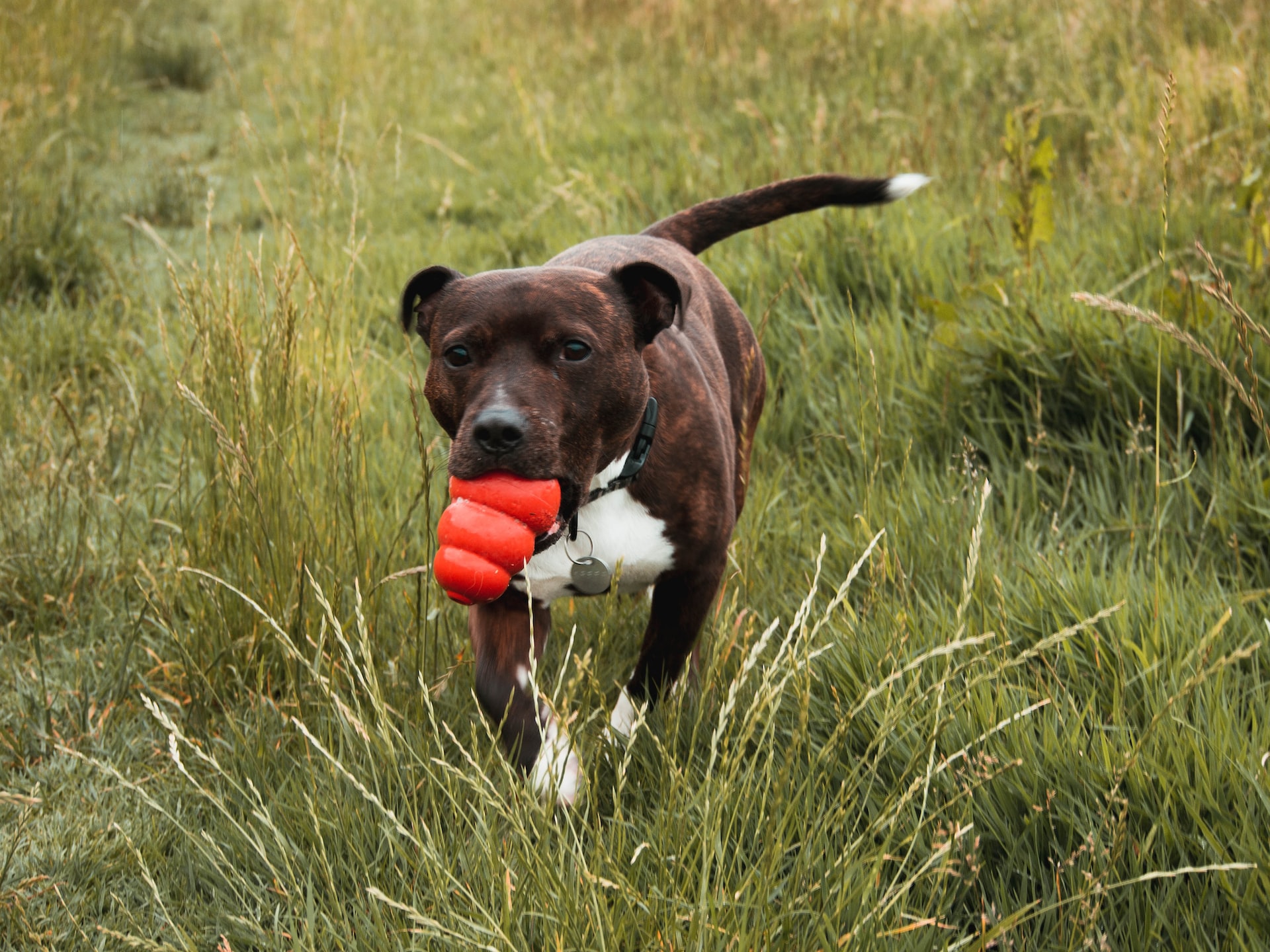 A curiosidade sobre a expectativa de vida dos cachorros, você já matou, certo? Porém, te convidamos a continuar por aqui! Isso porque o mais indicado é não se basear nesses dados, mas, sim, focar em cuidar da saúde e da qualidade de vida do bichano. E para isso existe a medicina veterinária preventiva, que atua exatamente para garantir anos a mais para nossos pets, mas com mais qualidade e felicidade. Freya Dione/Unsplash