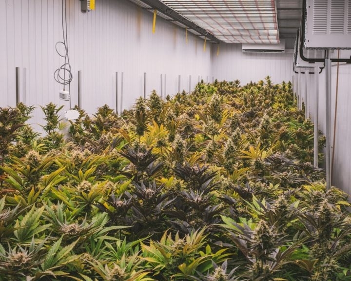 Foi no governo de José Mujica que o Uruguai ficou conhecido como o primeiro país do mundo a legalizar cultivo, venda e consumo de cannabis. 
 Reprodução: Flipar
