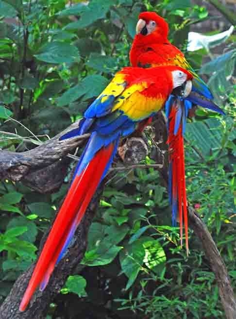 Araracanga- Famosa por seu grande bico colorido, que pode chegar a medir 30 cm de comprimento, é encontrada nas florestas tropicais das Américas Central e do Sul. Essa ave tem habilidade de imitar sons e vocalizações de outros animais, podendo reproduzir até mesmo a voz humana. Reprodução: Flipar