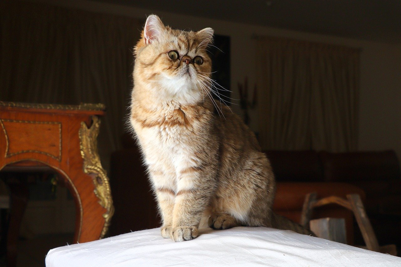 Gato Exótico. Foto: Amandine/Pixabay