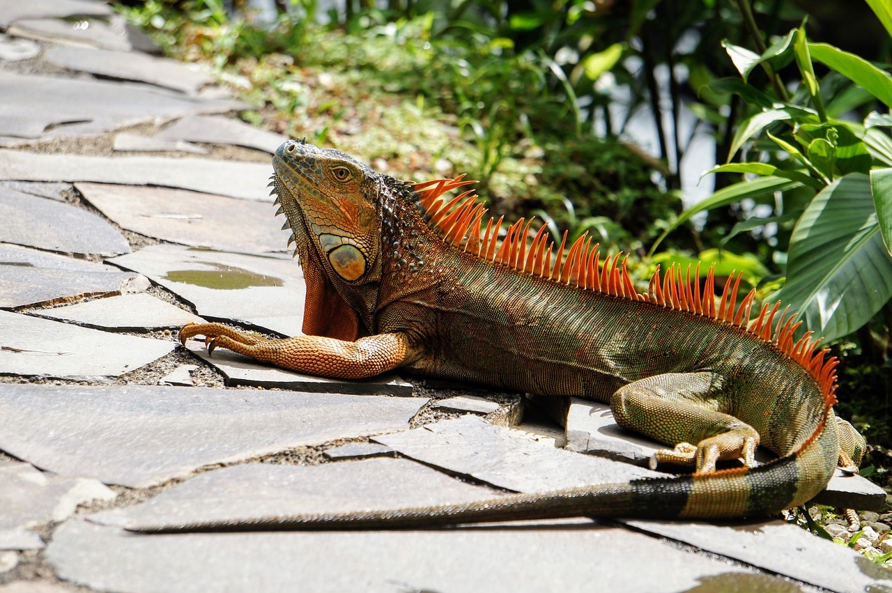 As iguanas costumam ser maiores do que outros tipos de lagartos. Elas têm corpos robustos e caudas longas, e muitas possuem uma crista ou fileira de espinhos nas costas. Reprodução: Flipar