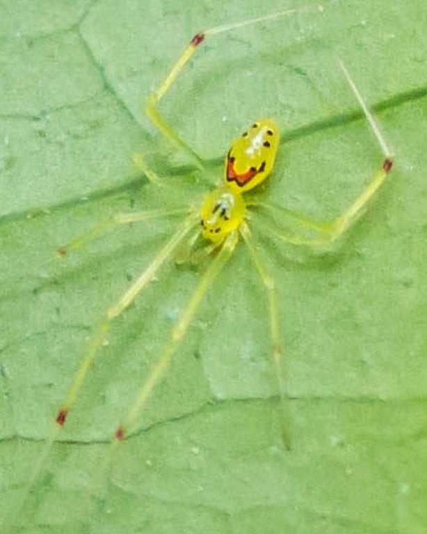 Aranha-cara-feliz (Theridion grallator): Essa aranha vive nas florestas tropicais da Nova Zelândia. Ela é pequena e não costuma passar de 10 cm. Além disso, essa espécie é conhecida por sua coloração brilhante, que lembra a cara de um palhaço. Reprodução: Flipar