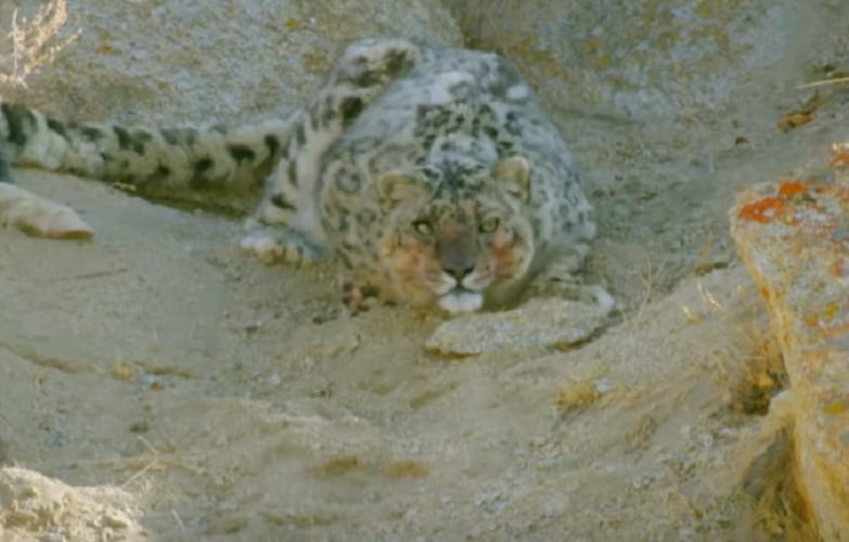  Leopardo da Neve - Um predador extremamente hábil e potente. É dessa forma que é possível descrever um Leopardo da Neve, que consegue se esconder das suas presas já que seus pelos se misturam facilmente com o ambiente de montanhas e neve, nas altitudes da Ásia Central. Costuma se alimentar de ovelhas e cavalos.  Reprodução: Flipar