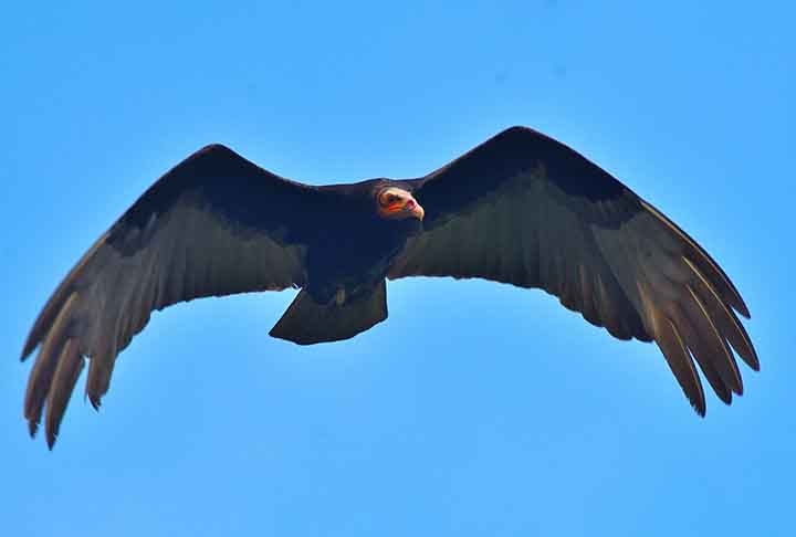 Embora tenham comportamentos semelhantes ao dos abutres, esses animais fazem parte de famílias de aves distintas. Reprodução: Flipar