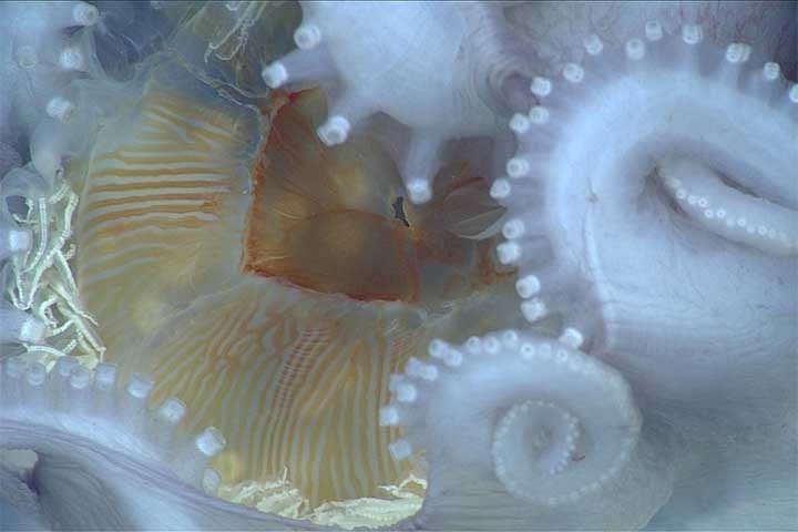 Trata-se de um braço especializado na transferência de esperma para a fêmea, que costuma ficar enrolado próximo a um dos olhos, dando a impressão de que o animal tem um membro a menos. Reprodução: Flipar