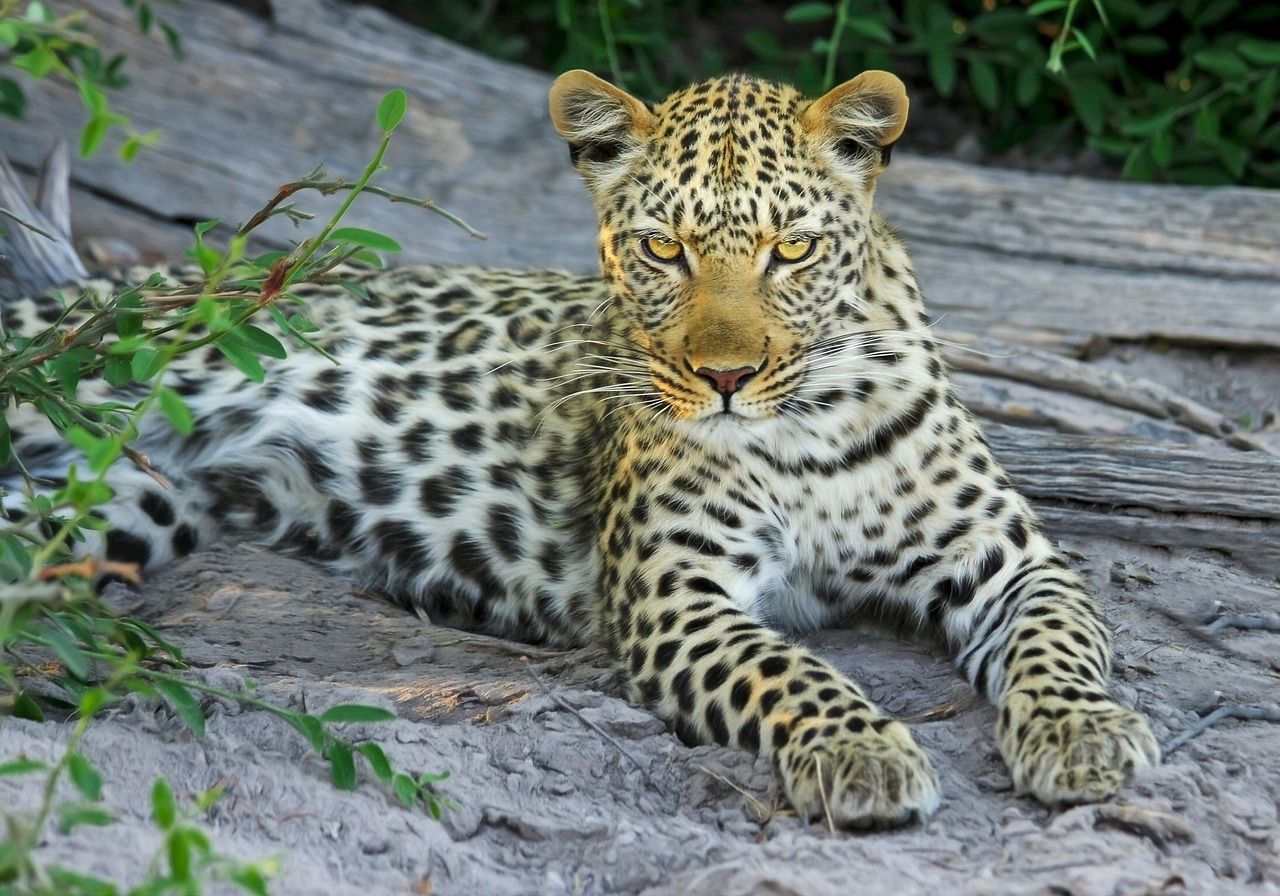 O Parque Nacional de Kafue está localizado dentro do Ecossistema do Grande Kafue, uma parte da Reserva de Conservação Transfronteiriça Kavango Zambezi. São 520 mil km2&nbsp;e cinco países (Angola, Botsuana, Namíbia, Zâmbia e Zimbábue). Reprodução: Flipar
