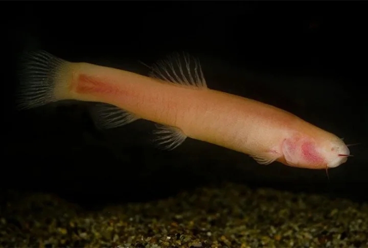 Um curioso peixe foi descoberto recentemente por biólogos nas grutas da Somália. A espécie foi chamada de ‘peixe-vampiro’. A informação é da agência de notícias russa Sputnik. Reprodução: Flipar