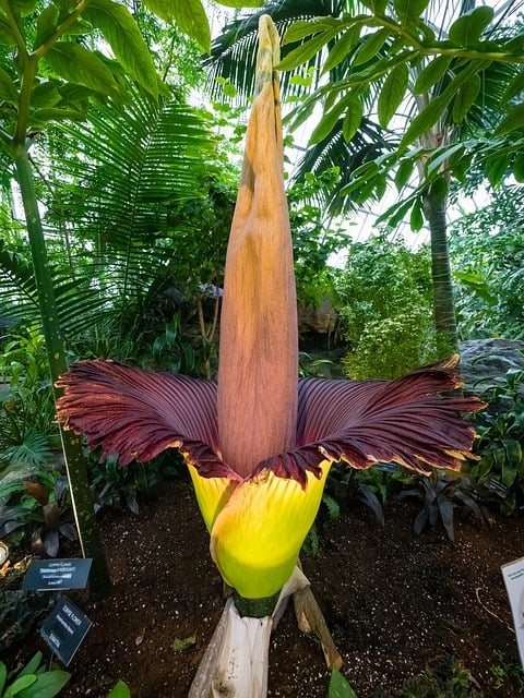 Flor-Cadáver - Tem um gigantesco espádice (uma espécie de espiga) que é a maior inflorescência (parte da planta onde ficam flores) do mundo. Nativa da Indonésia. O apelido se deve ao mau cheiro que a planta exala.  Reprodução: Flipar