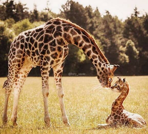 O instagram busca juntar corpos de animais com rosto de gatos de maneira hilária. Foto: Reprodução/ Instagram