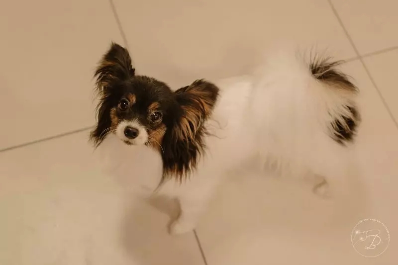 Em 1/5/2024, um pitbull atacou um bebê de 10 meses e uma cachorrinha em Florianópolis. A criança sobreviveu, pois a família conseguiu retirá-la rapidamente do animal, que partiu para cima da cadelinha. As pessoas conseguiram pegar a cachorra, chamada Charlotte, mas ela acabou não resistindo aos ferimentos.  Reprodução: Flipar