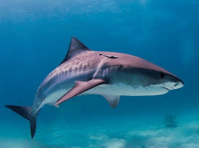 Mordidas não provocadas são definidas como incidentes em que o tubarão ataca um humano em seu habitat natural sem qualquer provocação. Reprodução: Flipar