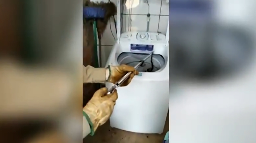 Em Luziânia, no entorno do Distrito Federal, um filhote de jararaca entrou na máquina de lavar de uma casa e a moradora se assustou quando foi mexer nas roupas.  Reprodução: Flipar