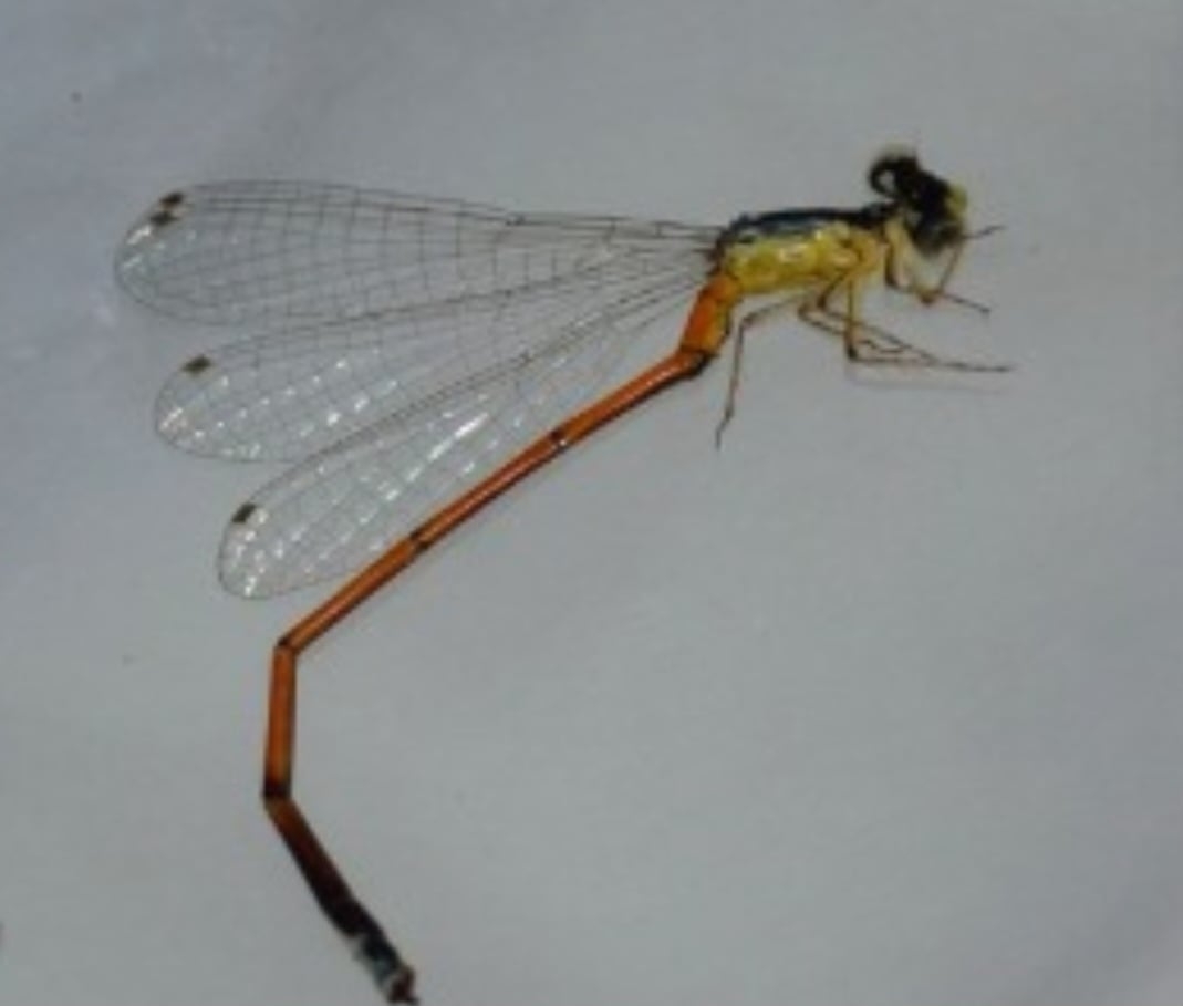 A segunda, do gênero Minagrion, foi batizada de Minagrion Vereda, em homenagem ao parque, que é uma das principais unidades de conservação do Cerrado, importante bioma na diversidade da Natureza no Brasil. Reprodução: Flipar