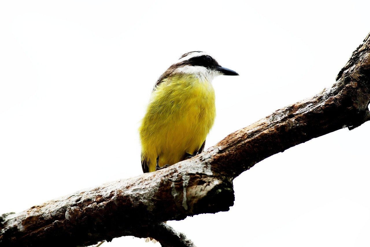 Por fim, os bem-te-vis são aves que representam bem o Brasil, sendo símbolos de liberdade, felicidade, prosperidade e conexão com a natureza. Reprodução: Flipar