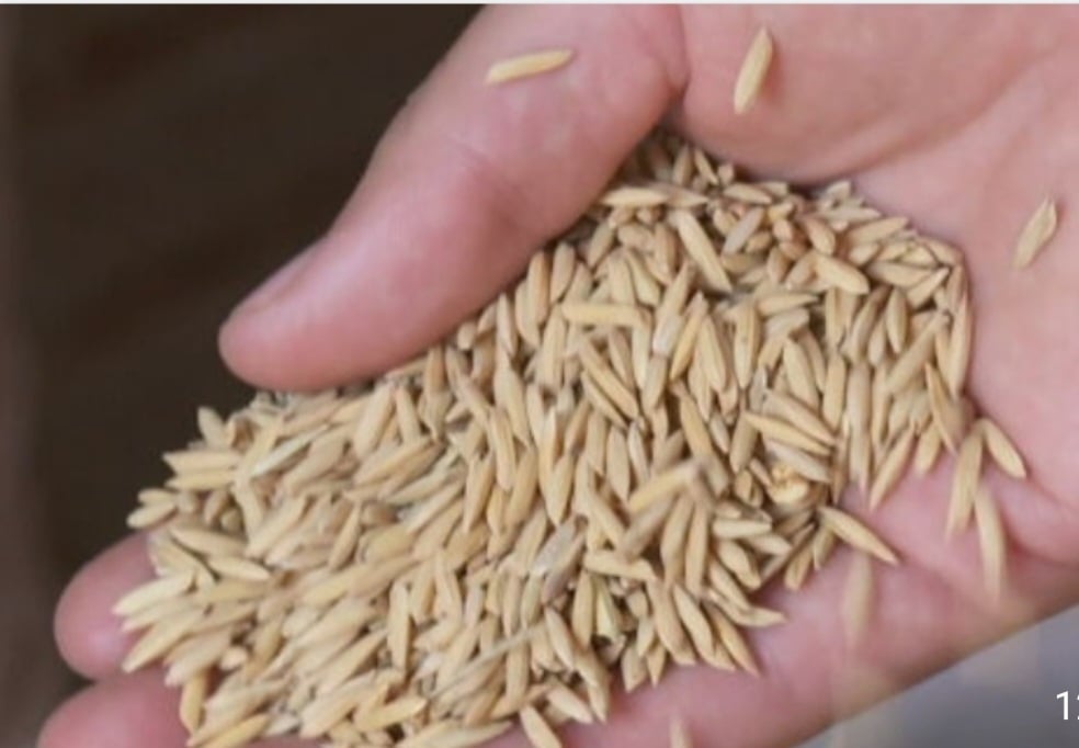 Há escritórios fixos em 79 municípios do estado para que o produtor comece ou dê continuidade à produção de arroz, recebendo treinamento sem qualquer custo. Reprodução: Flipar