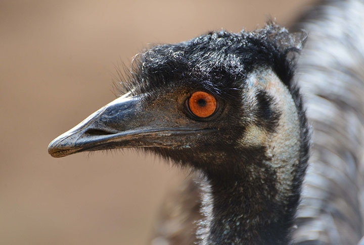 A investida motorizada foi um fiasco, pois o caminhão não conseguia competir em velocidade com os emus e a artilharia não demonstrou competência suficiente. Reprodução: Flipar