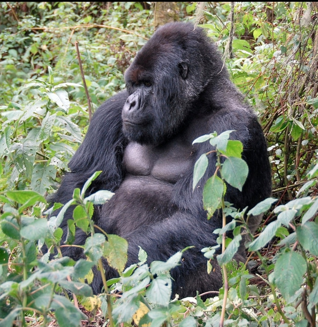 Os Gorilas-da-montanha (Gorilla beringei beringei) vivem em florestas no alto das montanhas, em altitudes entre 2,4 mil e 4 mil metros. Eles têm pelagem mais grossa em comparação com outros grandes primatas. Isso ajuda a sobreviver em um habitat onde as temperaturas frequentemente caem abaixo de zero. Reprodução: Flipar