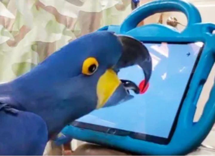 Ao projetarem um jogo de estourar balões, os pesquisadores perceberam que os papagaios usaram a língua e o bico para executar as tarefas. Mas, como ficaram com os olhos muito perto da tela, a ideia é criar tablets que sejam adaptados.  Reprodução: Flipar