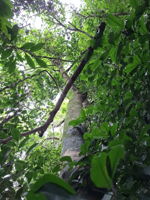 O registro, feito em abril por equipe da Smamus (Secretaria Municipal do Meio Ambiente, Urbanismo e Sustentabilidade de Porto Alegre) em parceria com o pesquisador Martin Molz, confirma a ocorrência autóctone da árvore, que mede 13,5 metros e está em bom estado de saúde. Reprodução: Flipar