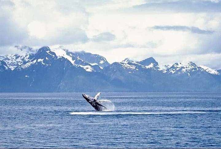 3º) Observar as baleias-jubarte, Estados Unidos - Em Juneau, Alasca, os visitantes podem avistar as baleias-jubarte em seu ambiente natural enquanto um especialista em vida selvagem explica tudo sobre o comportamento desses animais fascinantes.