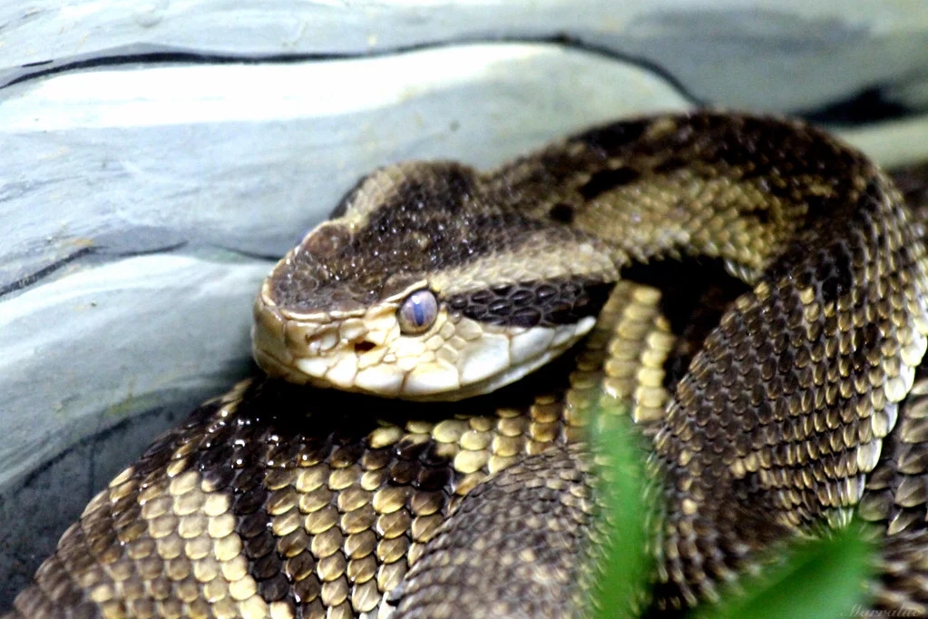 Caiçara -  É considerada uma das cobras mais agressivas do Brasil. Seu bote é rápido e pode alcançar as partes superiores do corpo da vítima. Seu veneno pode destruir fibras musculares e tecidos da pessoa picada. Reprodução: Flipar