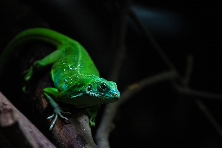 Infelizmente, as iguanas de Fiji enfrentam ameaças como a perda de habitat, predação por espécies introduzidas e o comércio ilegal, sendo consideradas vulneráveis ou em perigo de extinção. Reprodução: Flipar
