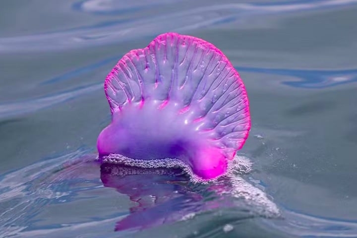 A parte mais visível da caravela-portuguesa é uma estrutura flutuante cheia de gás, semelhante a uma vela. Essa estrutura permite que a colônia se mantenha na superfície da água, impulsionada pelos ventos e correntes marítimas. Reprodução: Flipar