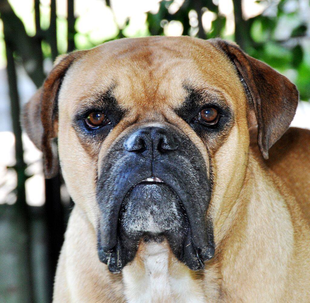 Campeiro. Foto: André Lage Freitas/Wikipedia