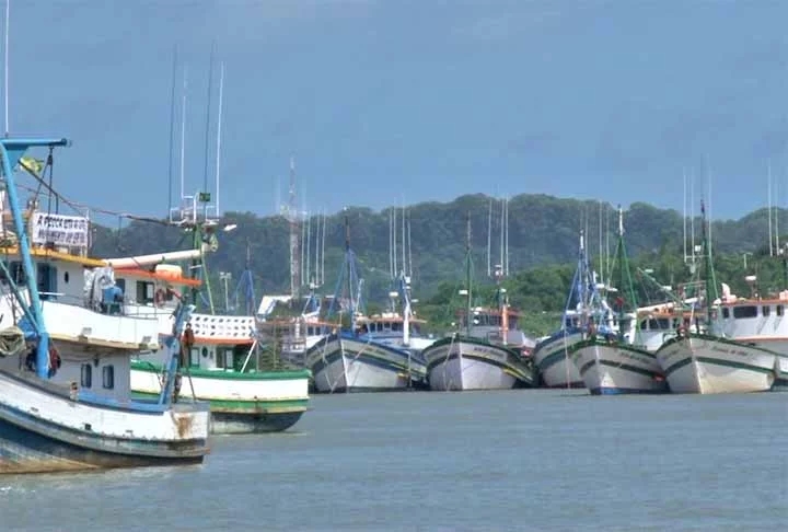 Há outras espécies de baleias que frequentam o litoral brasileiro. A seguir, o Flipar mostra quais são as principais! Reprodução: Flipar